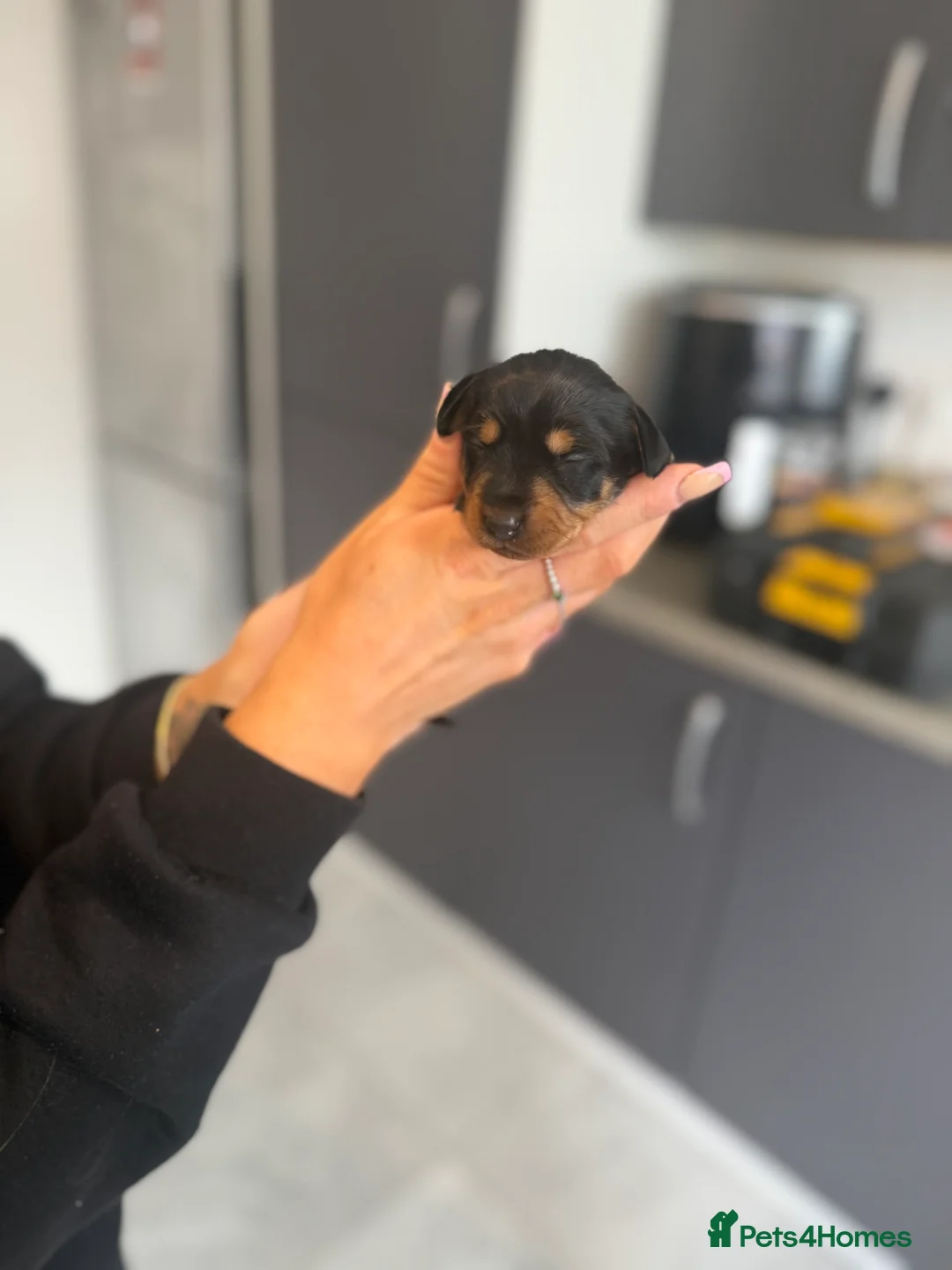 Mixed Breed dogs for sale: Doxiepoos - Advert 2