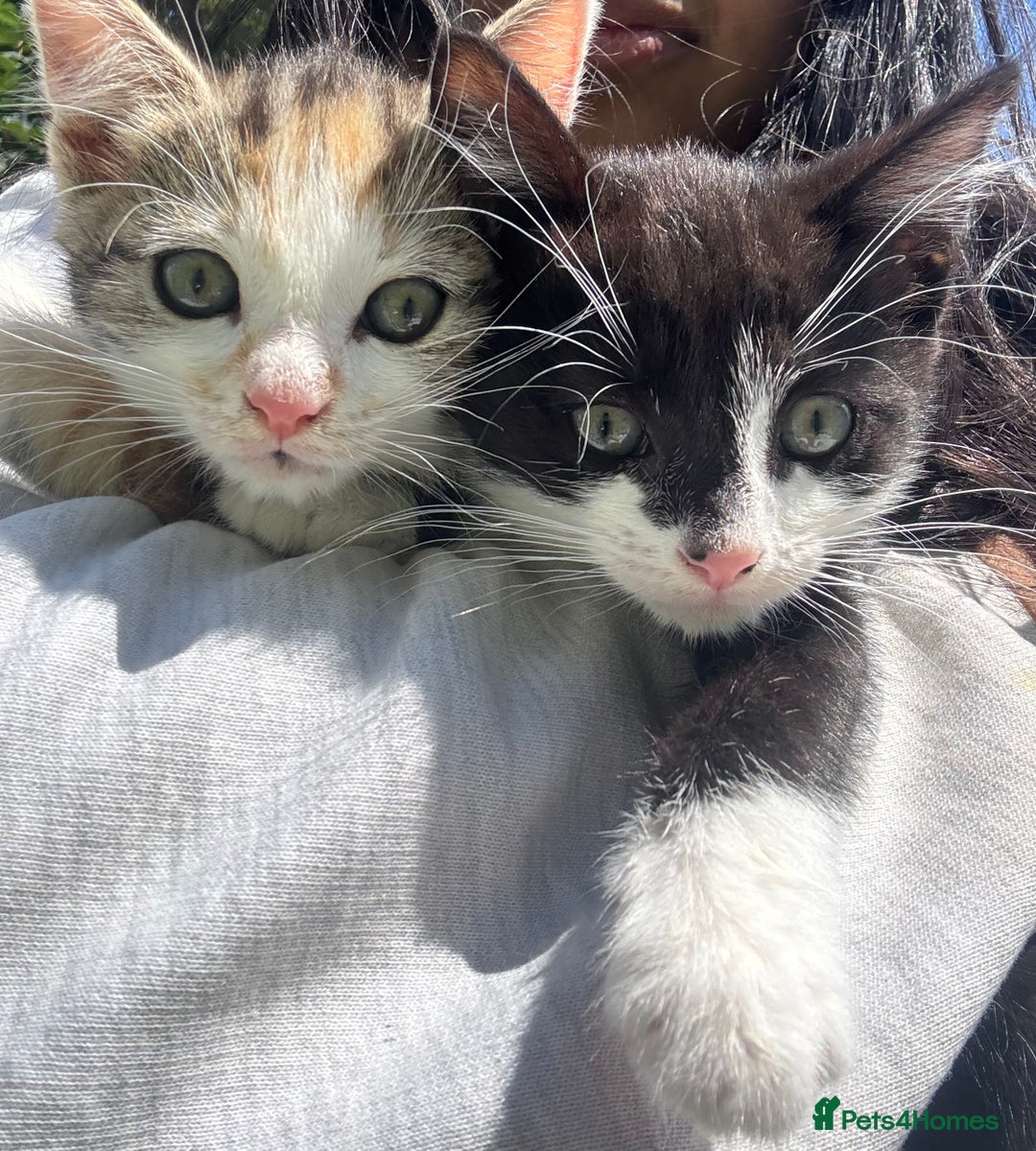 Mixed Breed cats for sale: 3 cute kittens ready for new home - Image 1