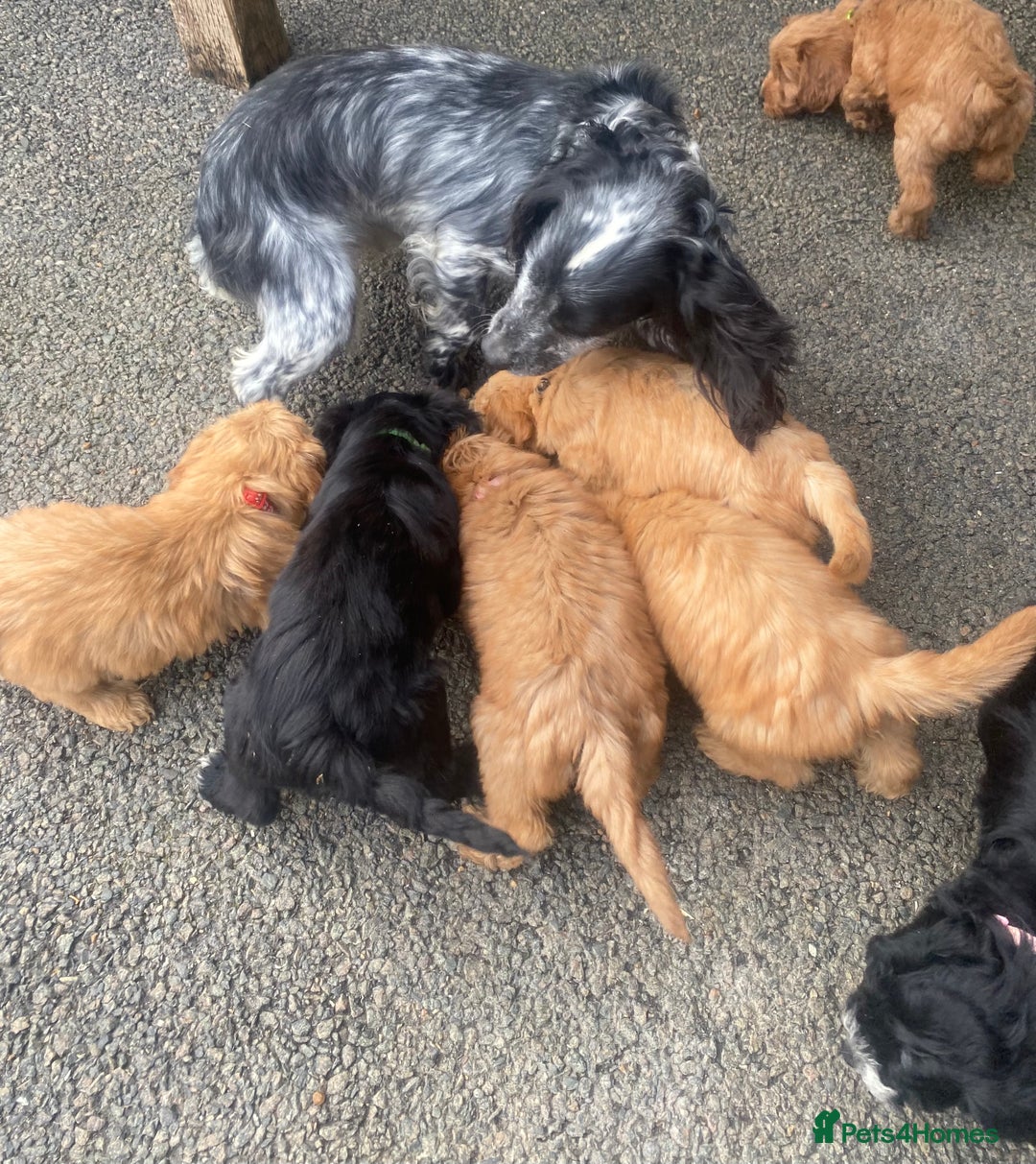 Cockapoo dogs for sale: Beautiful f1 Cockapoo puppies - Image 7