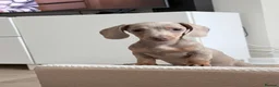 Miniature Dachshund dogs for sale: Miniature dachshund in Glasgow - Advert 7