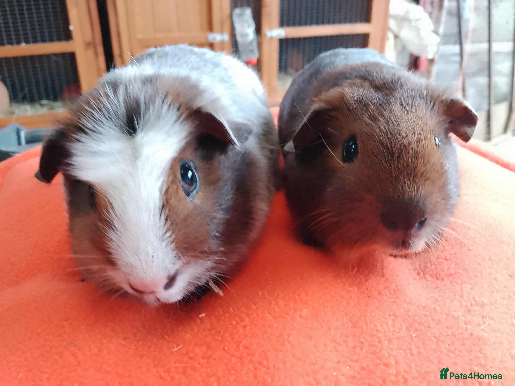 Guinea Pig rodents 2 pairs of lovely brothers ready for new home.  - Advert 2