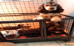 Cocker Spaniel dogs for sale: KC Registered Show type Cocker Spaniels  - Image 13