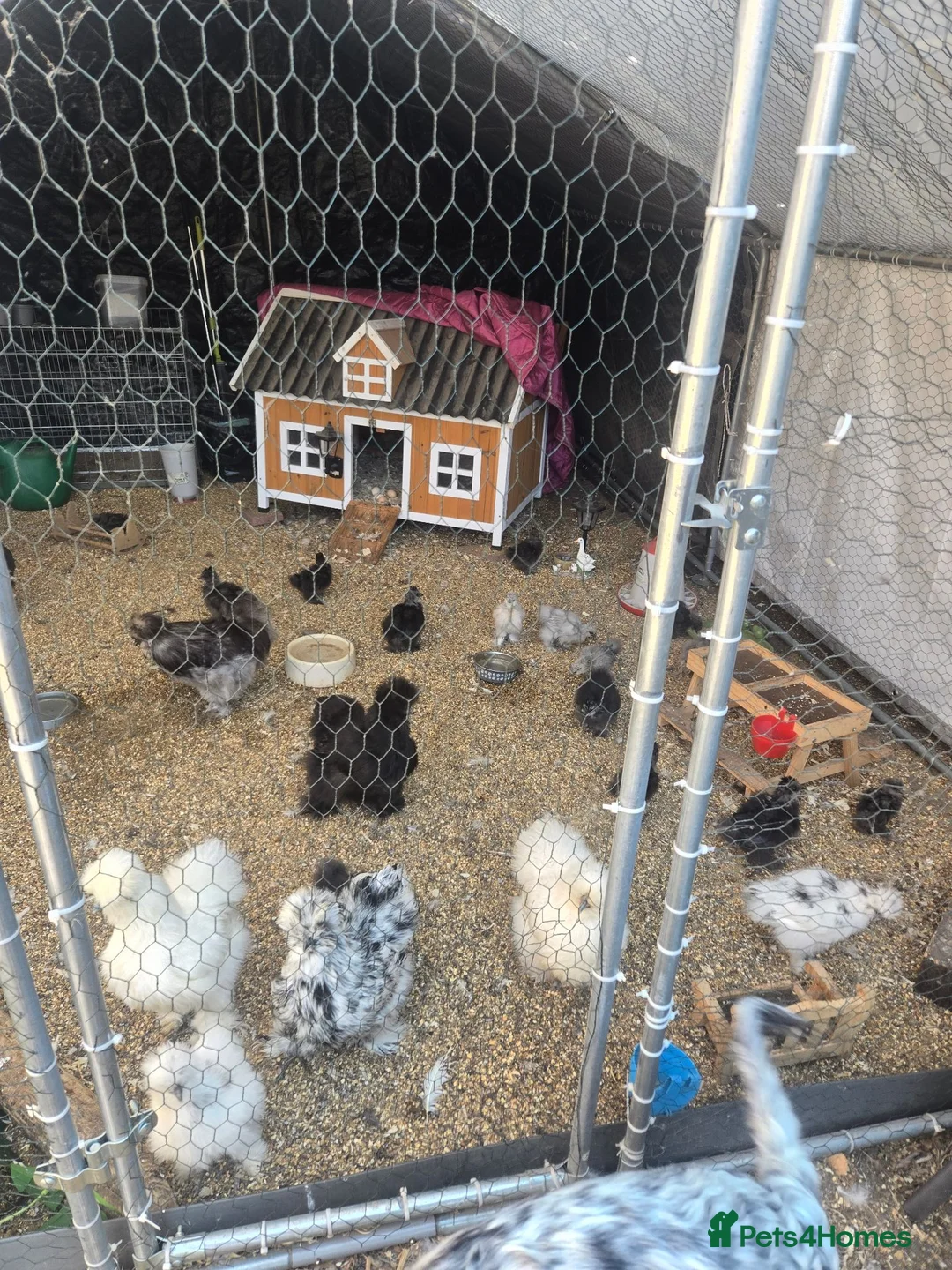 Chickens poultry for sale: Mixed Unsexed USA Silkie Chicks  in Salisbury - Advert 2