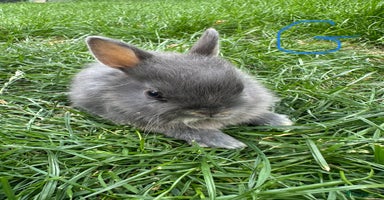 Netherland Dwarf rabbits - Advert 4