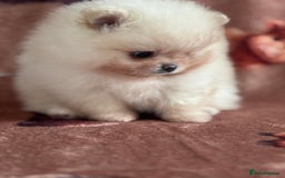 Pomeranian dogs for sale: Male Pomeranian  - Image 7