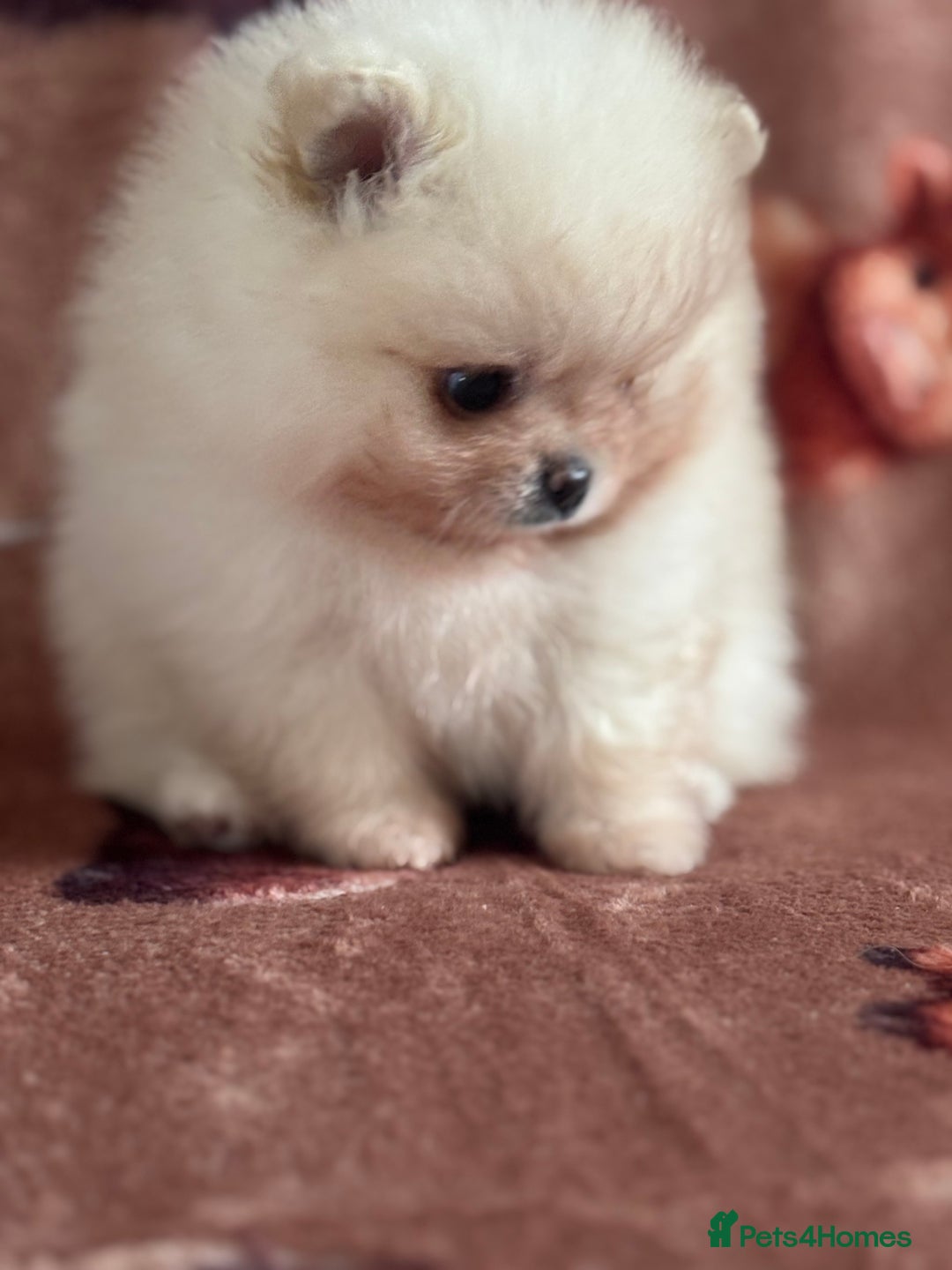 Pomeranian dogs for sale: Male Pomeranian  - Image 7