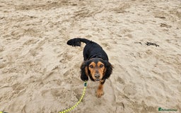 Mixed Breed dogs for sale: Working Basset hound x Show Cocker spaniel - Image 3