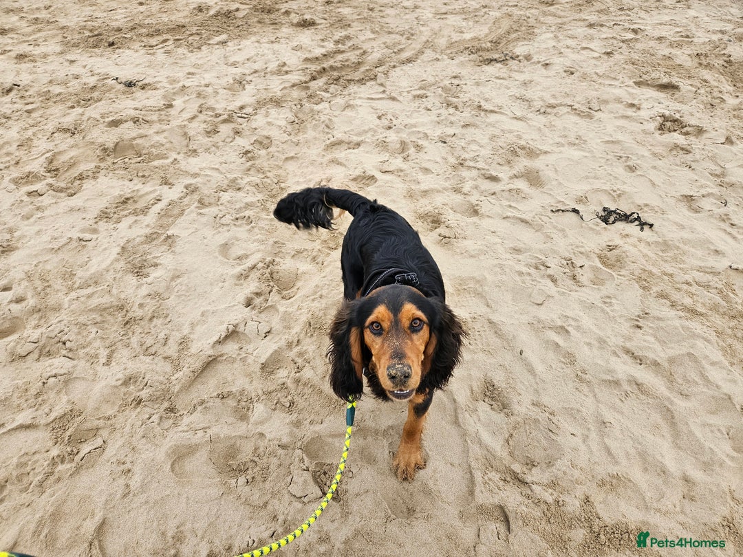 Mixed Breed dogs for sale: Working Basset hound x Show Cocker spaniel - Image 3