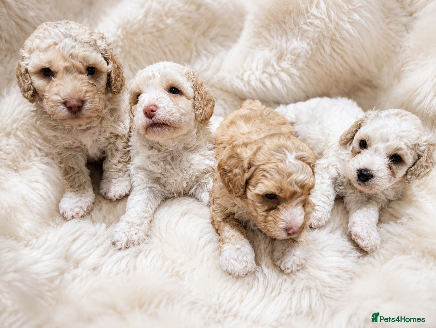 Cavapoochon dogs ❤️ Merle Cavapoochon puppies ❤️ - Advert 2