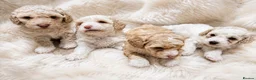 Cavapoochon dogs for sale: ❤️ Merle/champagne Cavapoochon puppies ❤️ - Advert 3