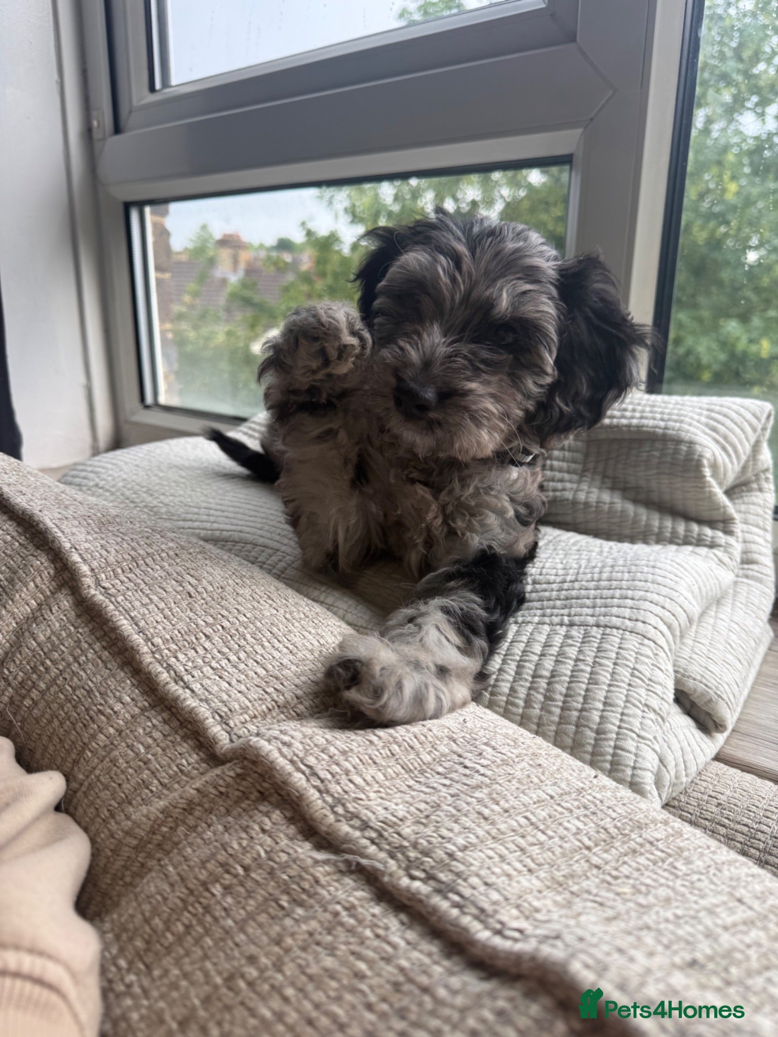 Cockapoo dogs 4 month old cockapoo  - Advert 10