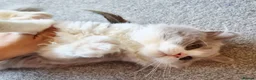 British Longhair cats for sale: Amazing loving boy  - Advert 19