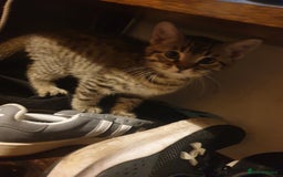 Mixed Breed cats for sale: Tabby kittens  - Image 1
