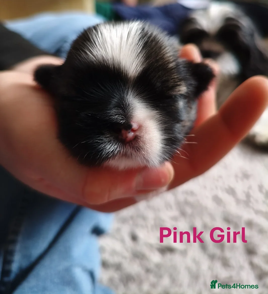 Shih Tzu dogs for sale: Pure Shih Tzu Puppies  - Advert 25