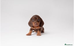 Miniature Dachshund dogs for sale: Beautiful miniature dachshunds - Image 5