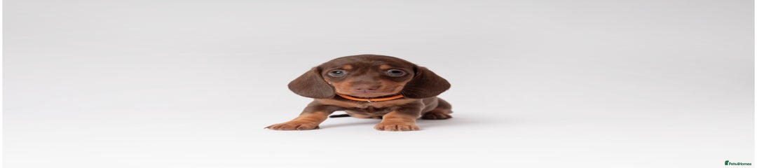 Miniature Dachshund Puppy 5