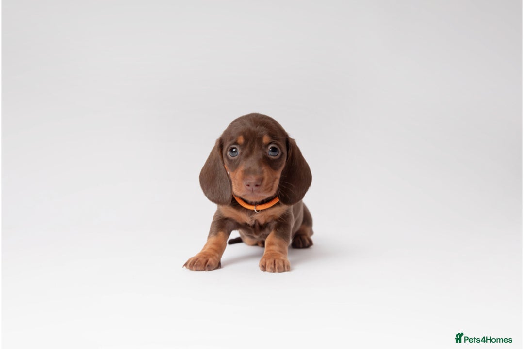 Miniature Dachshund dogs for sale: Beautiful miniature dachshunds - Image 5