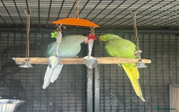 Ringnecks birds for sale: Hand reared baby ringnecks  - Image 4