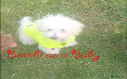 Poochon dogs for sale: Bambi and her mum Poppy need a new loving Family - Image 5
