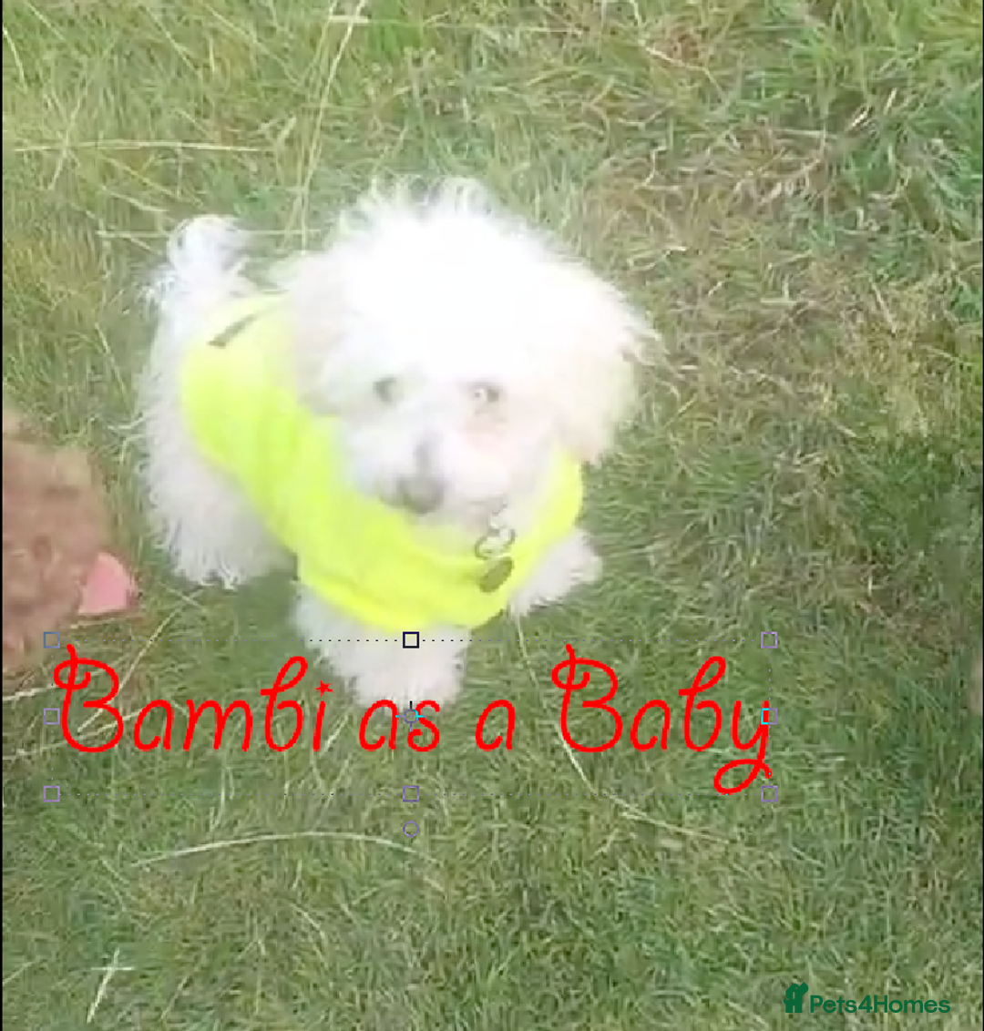 Poochon dogs for sale: Bambi and her mum Poppy need a new loving Family - Image 5