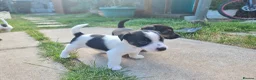 Jack Russell dogs for sale: Jack russel puppies one boy left - Advert 23