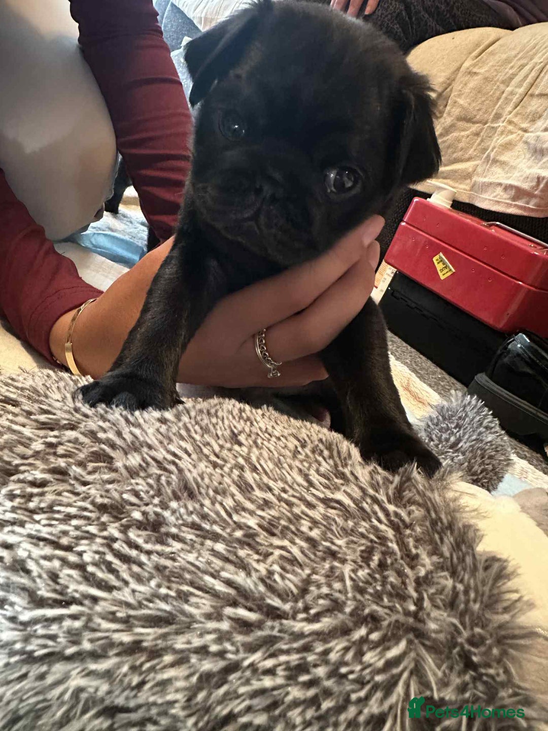Pug dogs for sale: KCreg pug puppies for sale. - Image 38