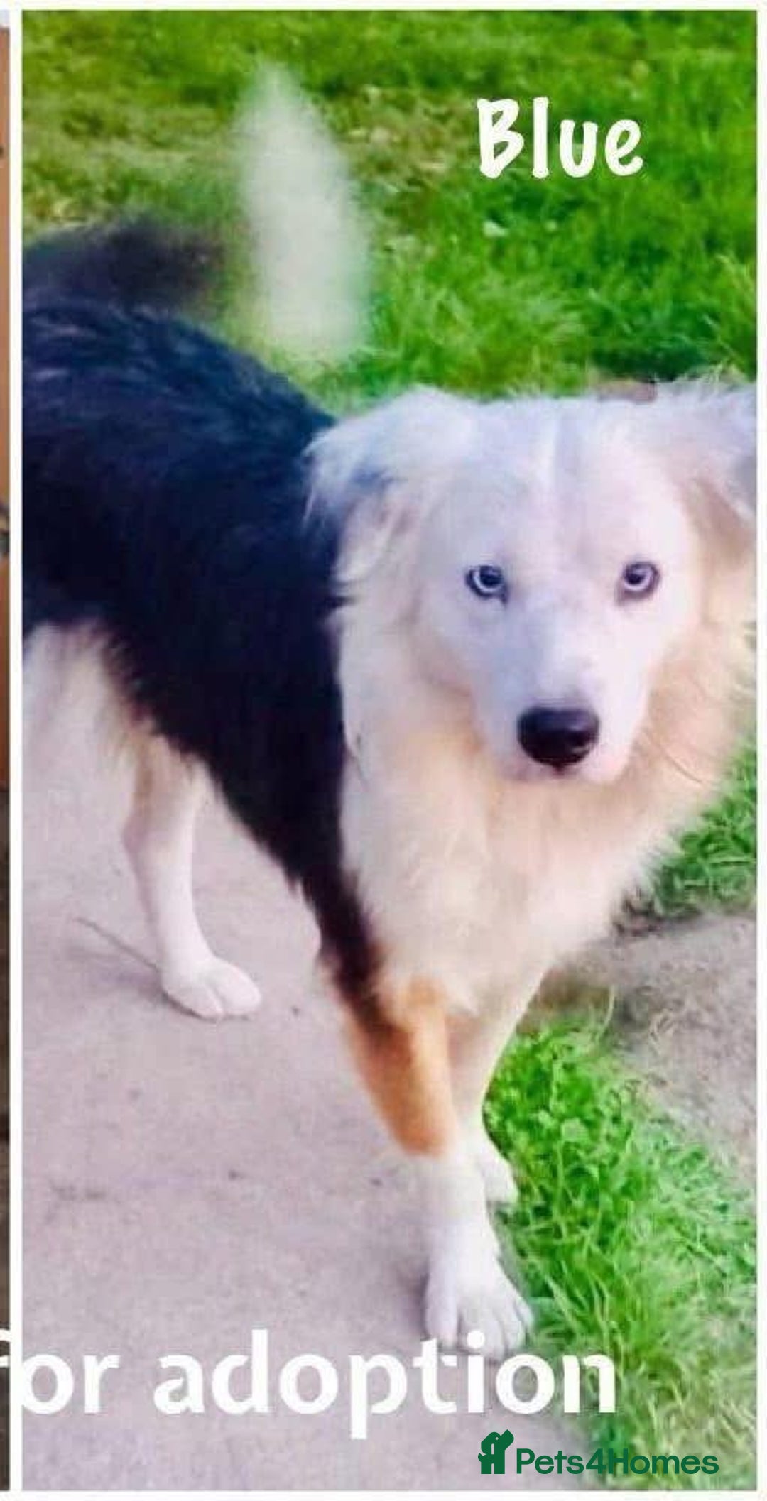 Border Collie dogs for adoption: Blue - Norwich Norfolk  - Advert 15