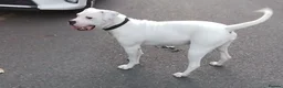 American Bulldog dogs for sale: Female 10, months in Birmingham - Advert 4
