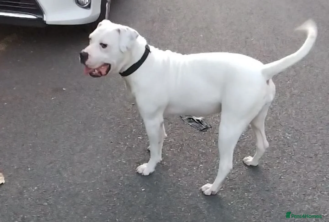 American Bulldog dogs for sale: Female 10, months in Birmingham - Advert 4