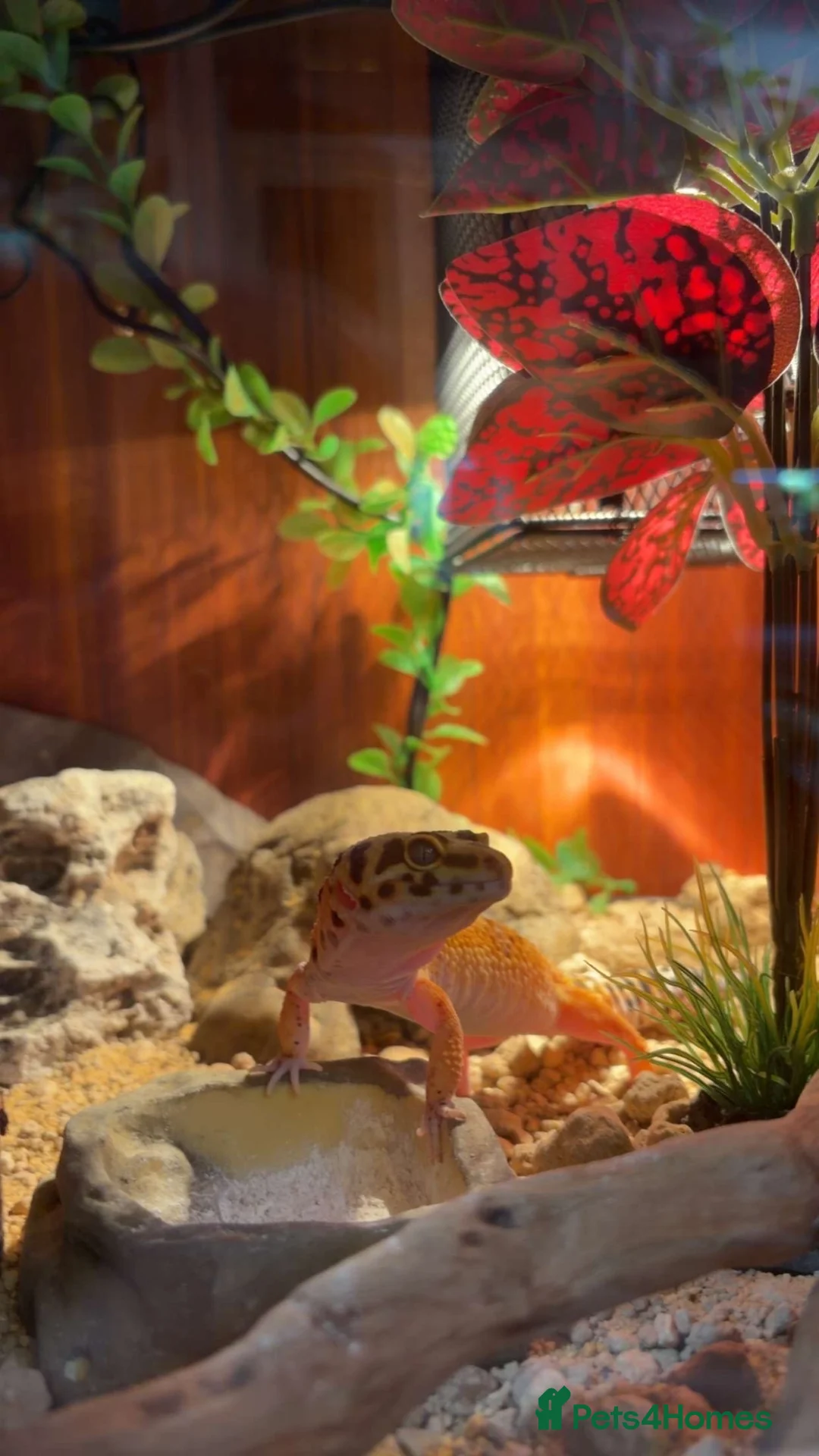 Leopard Gecko reptiles for sale: Leopard Gecko + Full Setup in Ipswich - Advert 2