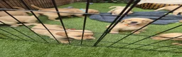 Goldador dogs for sale: Gorgeous F1 Goldador puppies from excellent lines in Kidderminster - Advert 22