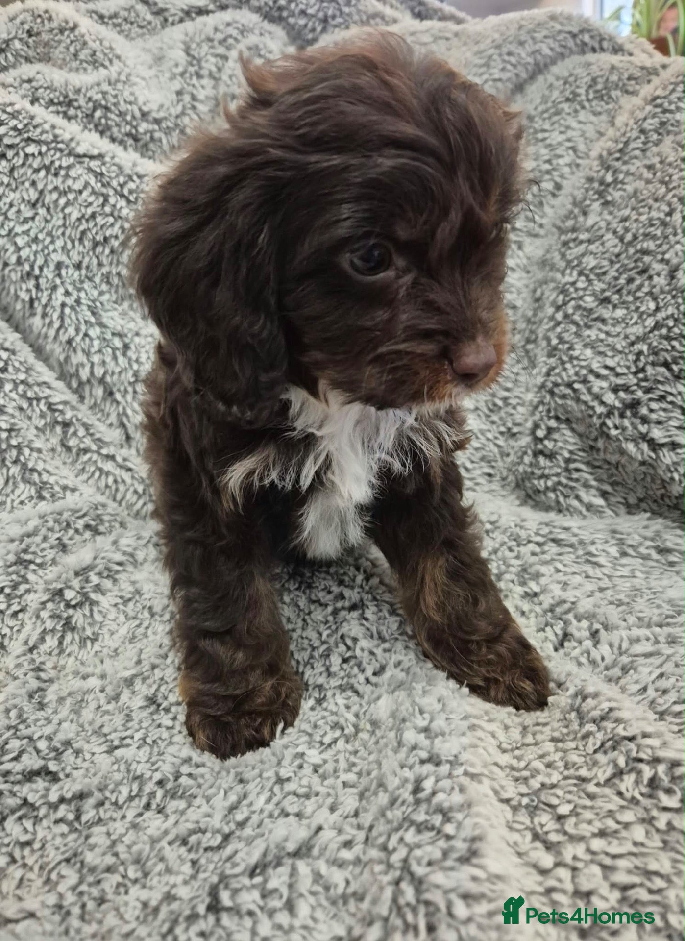 Cavapoo dogs Last 2 F1 Cavapoo boys  - Advert 2