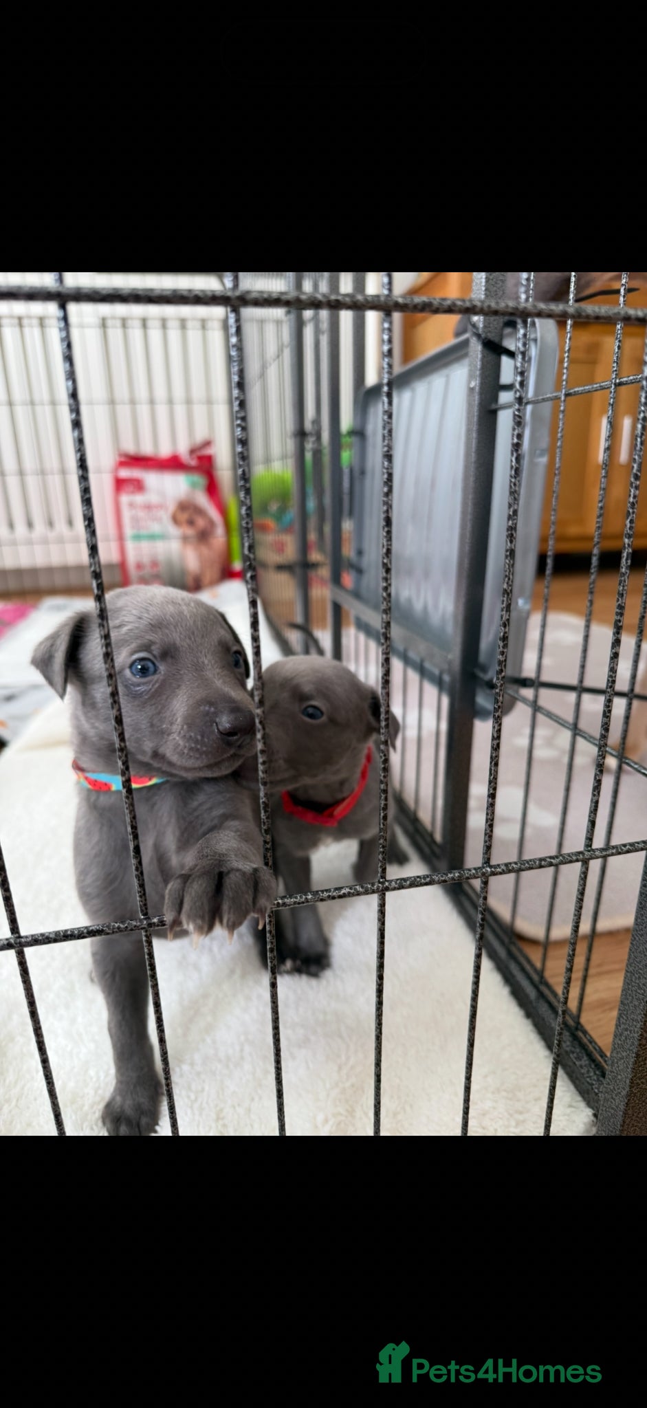 Whippet dogs QUALITY KC WHIPPET PUPPIES 🔵⚪️ - Advert 8