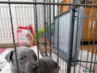 Whippet dogs QUALITY KC WHIPPET PUPPIES 🔵⚪️ - Advert 8