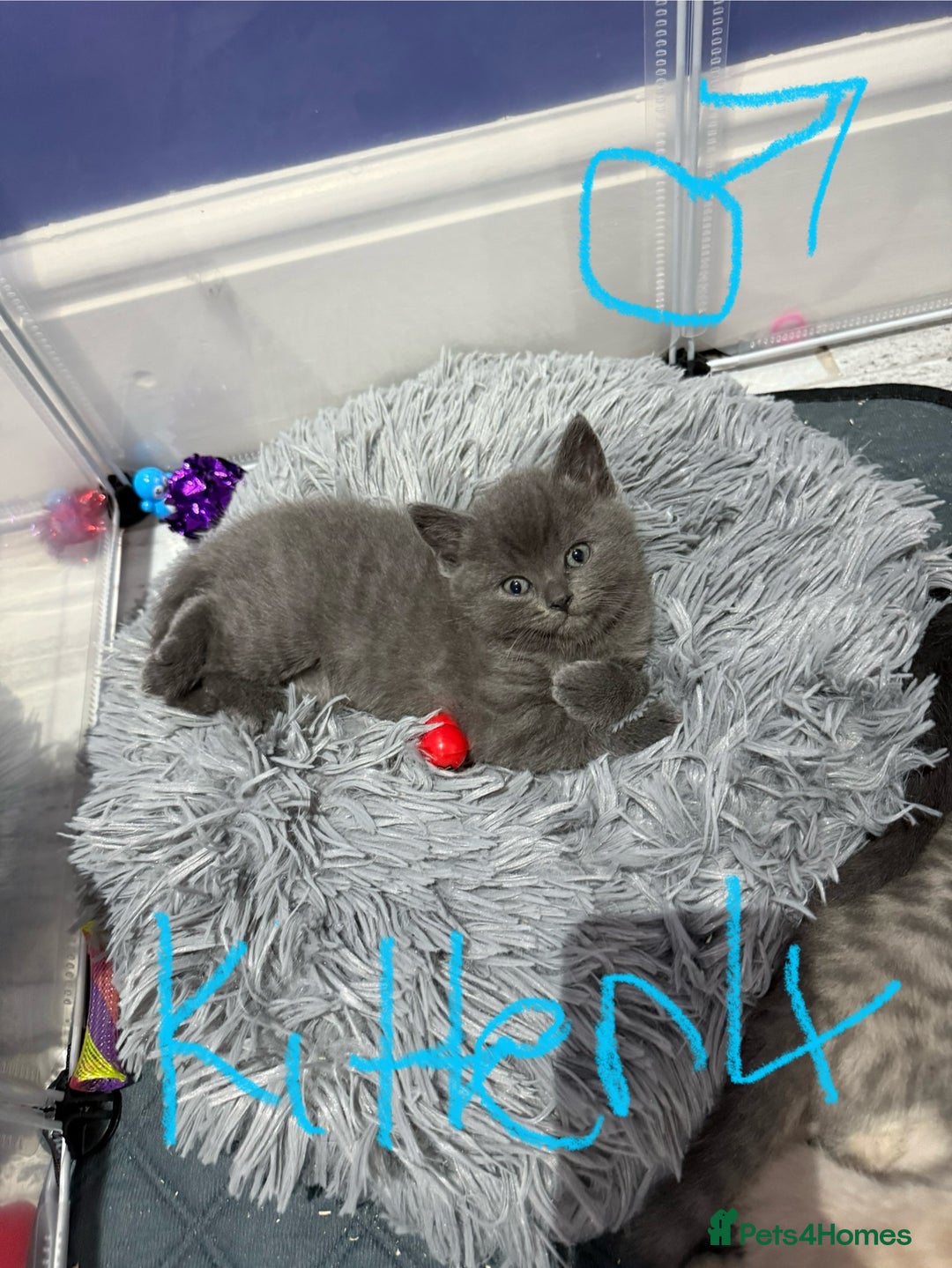 Ragdoll cats for sale: Ragdoll x main coon x British shorthair mix  - Image 26