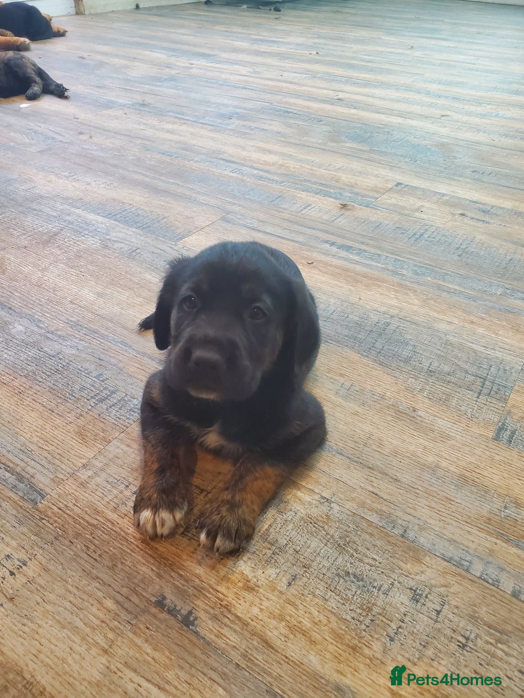 Mixed Breed dogs for sale: Golden retriever x German Shepherd  x Rottweiler  - Image 8