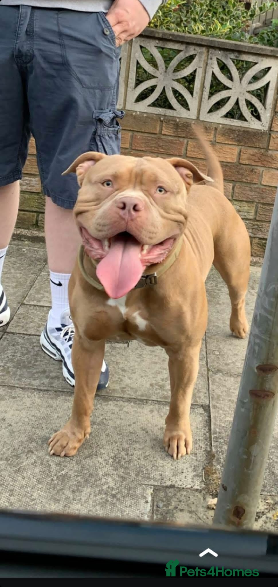 American Bully dogs American Bully For Stud in London - Advert 1