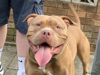 American Bully dogs American Bully For Stud in London - Advert 1