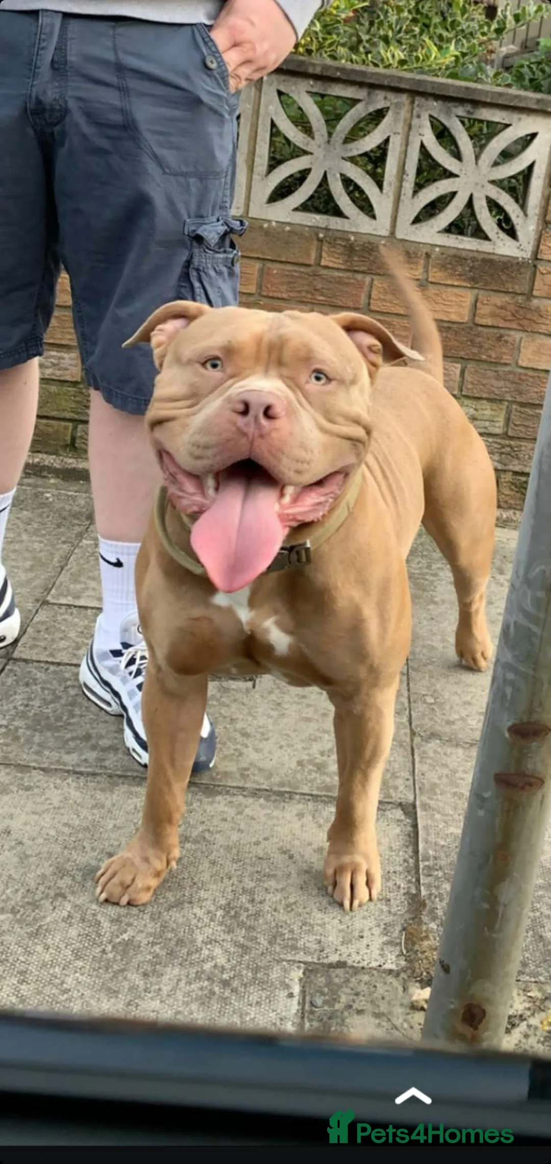 American Bully dogs for stud: American Bully For Stud in London - Advert 1