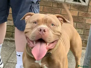 American Bully dogs American Bully For Stud in London - Advert 2