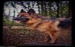 German Shepherd dogs for sale: German Shepherd Puppies - Image 5