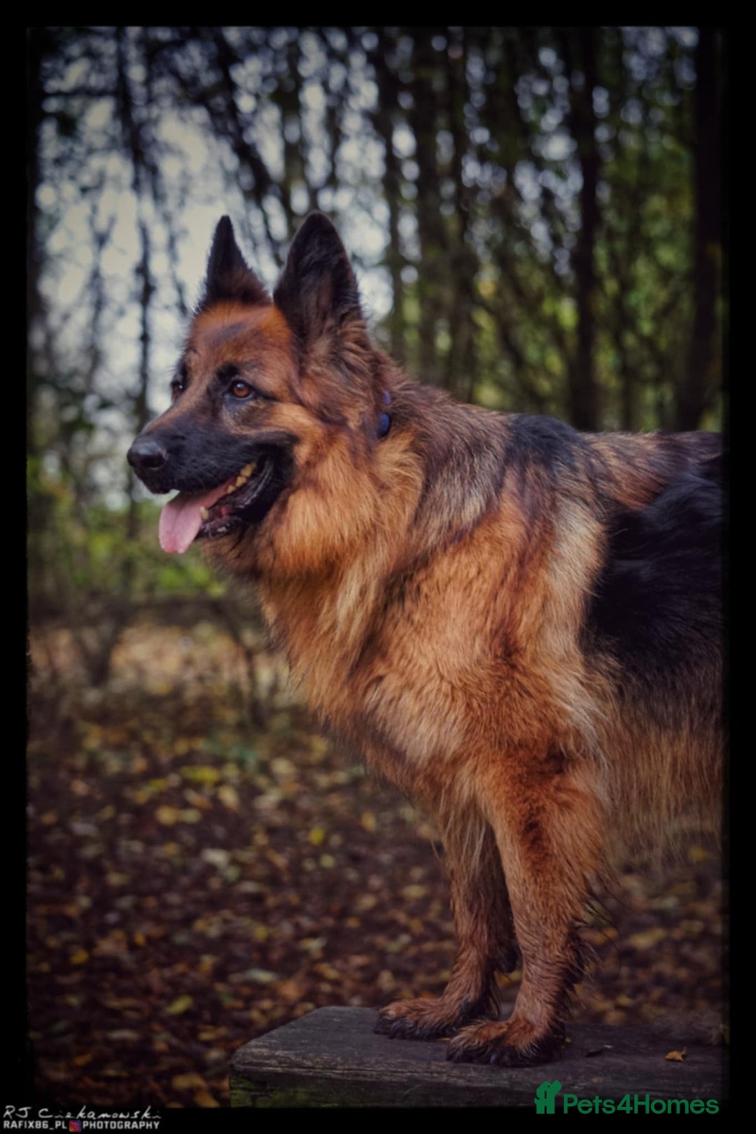German Shepherd dogs for sale: German Shepherd Puppies - Image 5