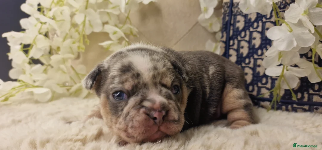 French Bulldog dogs for sale: 💥👀 NEW SHADE ISABELLA, MERLE TRI LILAC   - Advert 32