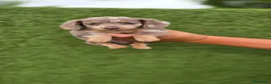 Miniature Dachshund 3
