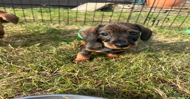 Miniature Dachshund dogs - Advert 8