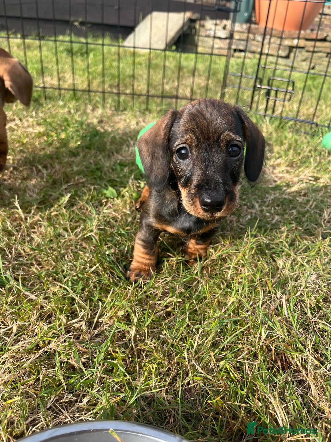 Miniature Dachshund dogs for sale: Miniature Wire Haired Dachshund Puppies - Image 12