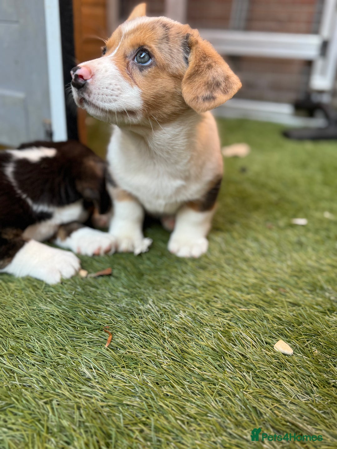 Welsh Corgi Cardigan dogs for sale: Welsh Cardigan Corgis Puppies - Image 5