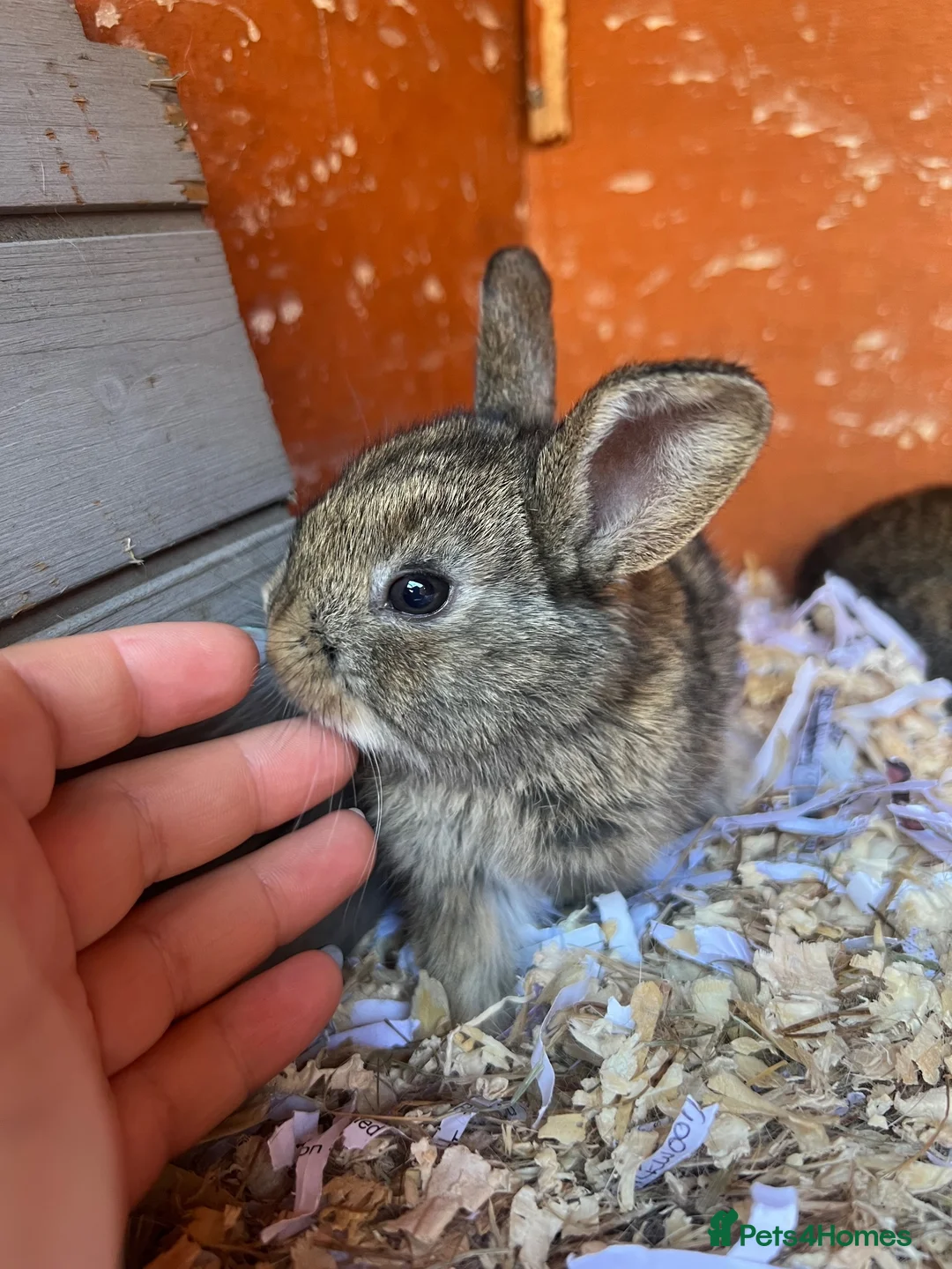 Mixed Breed rabbits for sale: Mixed Gender Rabbits - Advert 12