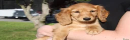 Miniature Dachshund dogs for sale: READYNOW KC cream L/H Health tested Mini Dachshund - Advert 35