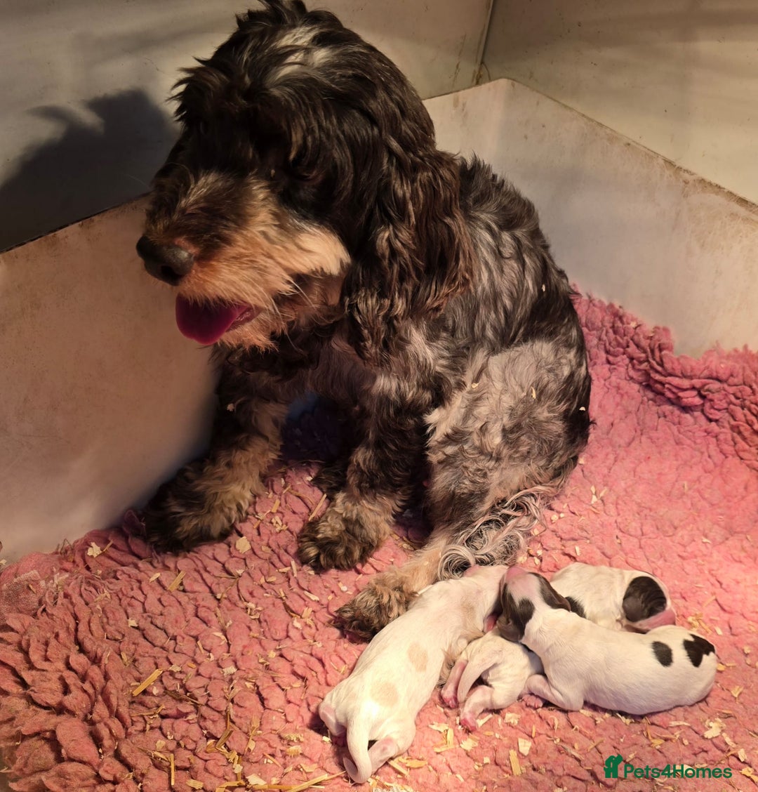 Cockapoo dogs for sale: Cockapoo Puppies Homebred Council Licenced Breeder - Image 4